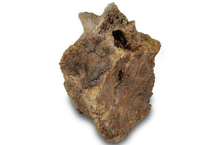 Hadrosaur (Edmontosaurus) Anterior Caudal Vertebra - Wyoming #316930
